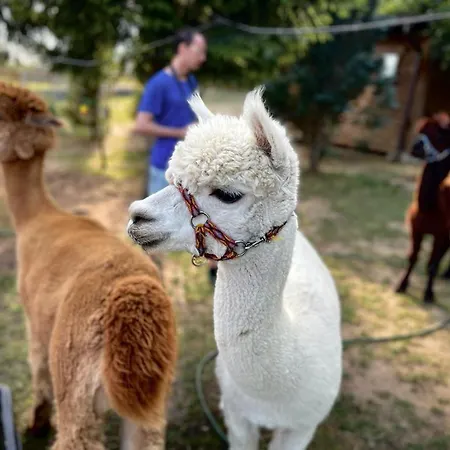 Agroalpaka Mazury Vakantieboerderij *