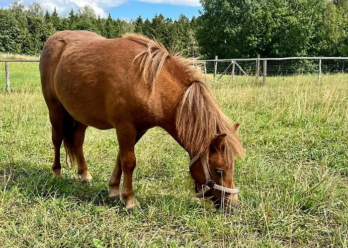 Farm stay Agroalpaka Mazury Mragowo