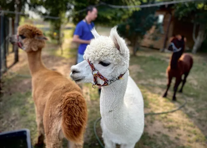 Agroalpaka Mazury Farm stay *